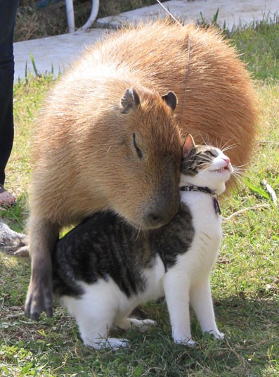 hug2_2596869k.jpg