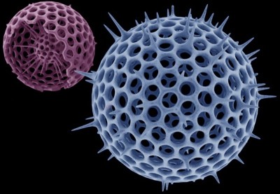 Radiolaria.JPG