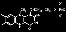 bacteria2[1].gif