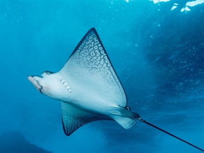 Spotted_eagle_ray.jpg