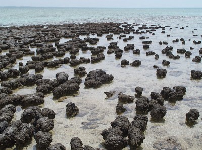 Stromatolites_in_Sharkbay.jpg