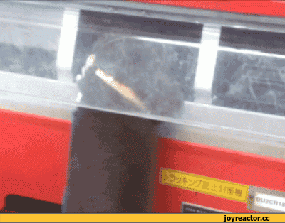 выдра-гифки-896626.gif