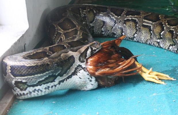 snake-chicken-3_1446408i[1].jpg