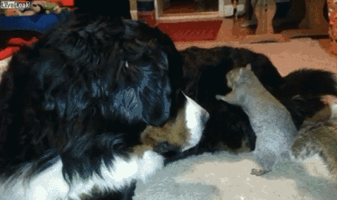 1396173005-0195bb4b3a68d2a1528183e99a0f9ab2.gif