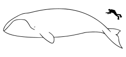 258px-Bowhead_whale_size.svg.png