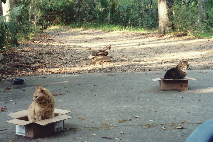 neighborhood-cat-box-sitting[1].jpeg