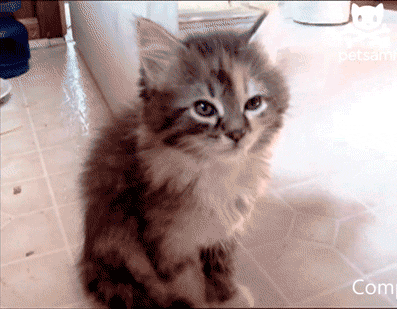 959ed68141ed9d4ecf66e80558fdee43[1].gif