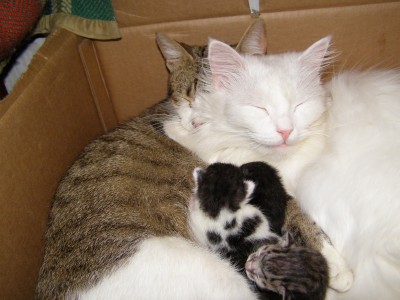 kitten-4.JPG