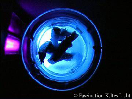 fkl_expo_fluor_kastanie_2[1].jpg