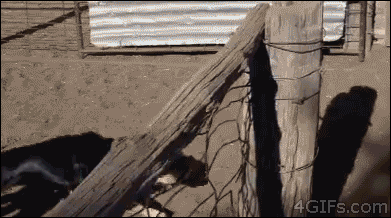 tumblr_n8vmmuu01M1qdlh1io1_400.gif