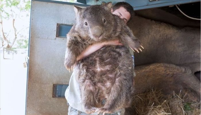 oldest_wombat_04.jpg