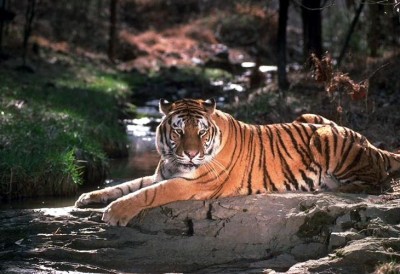 tiger01.jpg