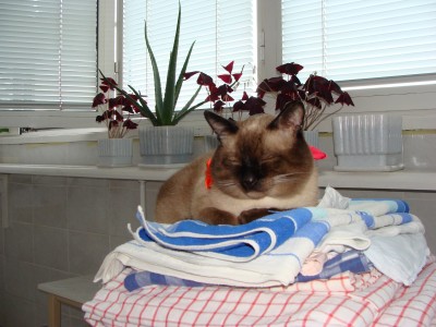 DSC01288.JPG