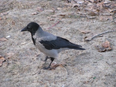 crow-1.JPG