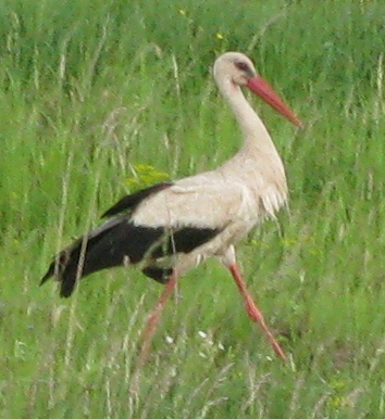 Копия IMG_0595.JPG
