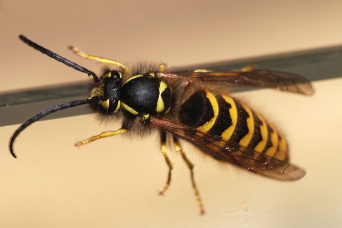 Wasp_January_2008-2.jpg