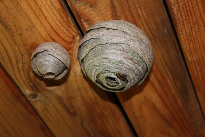 Vespidae(nest).JPG