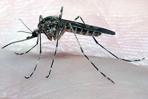 culiseta_annulata_mosquito_female_in_february.jpg