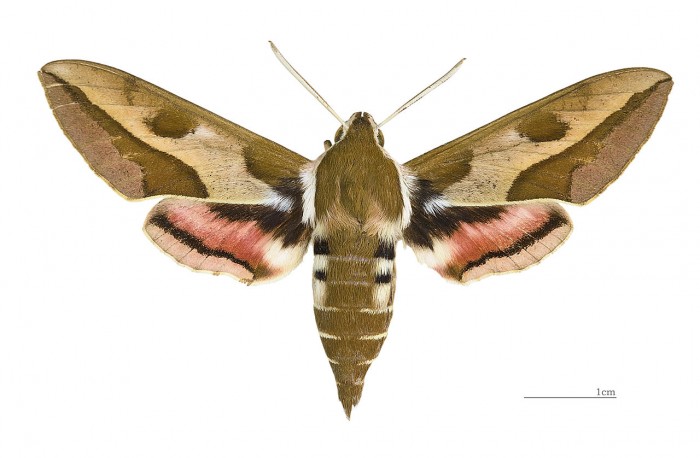 1280px-Hyles_euphorbiae_MHNT_dos_male.jpg