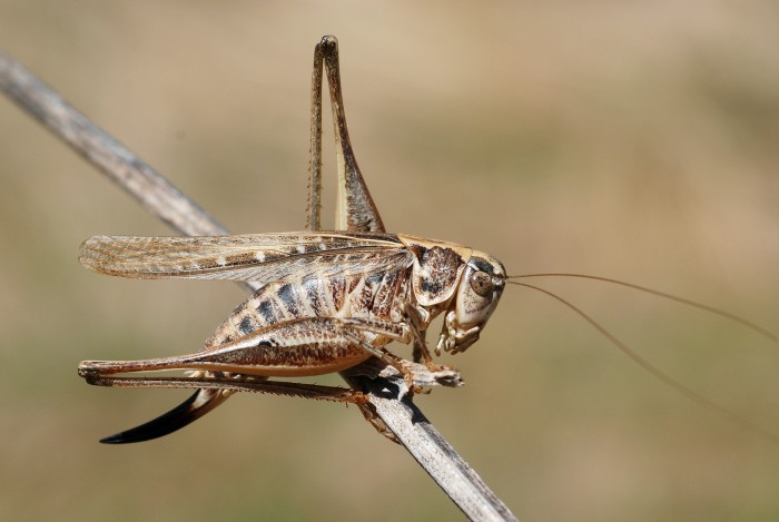 Platycleis_affinis.jpg