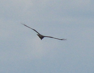 Копия IMG_3056.JPG