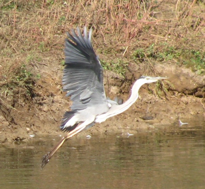 Ardea_cinerea-14[1].jpg