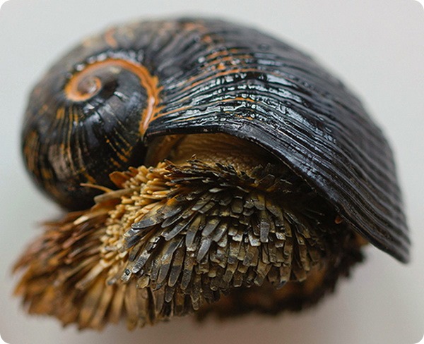 crysomallon_squamiferum_1540.jpg
