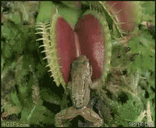 0_bf821_db970eca_orig.gif