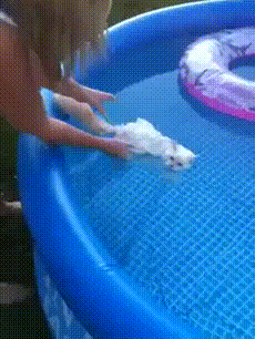 673823_1000[1].gif