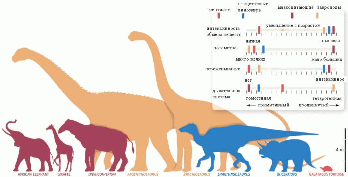 toward_understanding_sauropod_dinosaur_gigantism_1080[1].gif