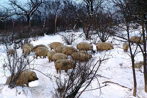 Sviniy-Venger-Mangalica-4.jpg