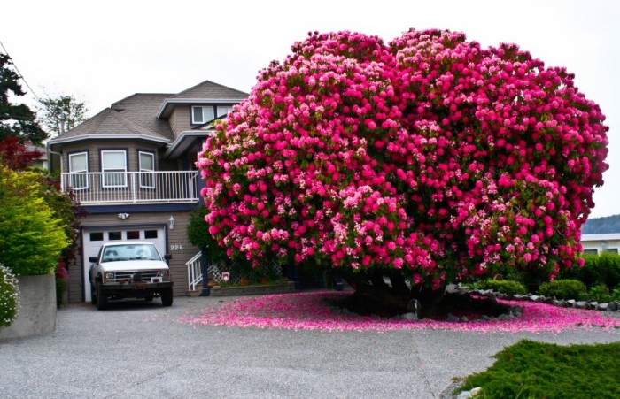 7530260-R3L8T8D-880-amazing-trees-7.jpg