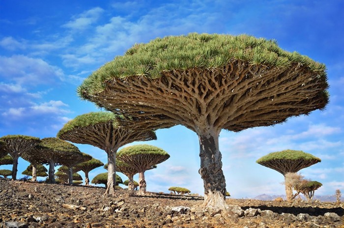7530160-R3L8T8D-880-amazing-trees-14.jpg