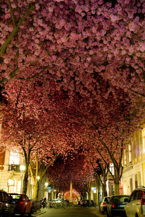 7530860-R3L8T8D-880-amazing-trees-2.jpg