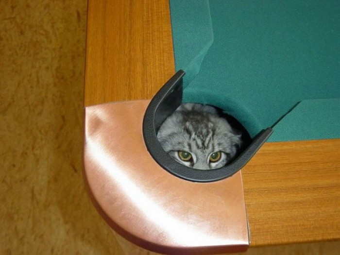 unexpectedcats03-800x600.jpg