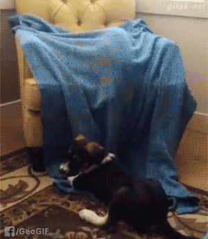 80cc3db.gif