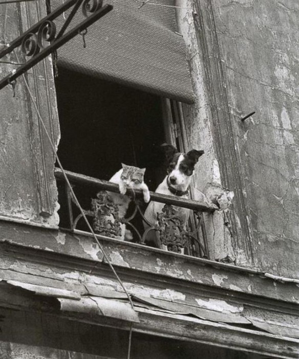 Dog%2Band%2BCat%2BAre%2BReally%2Ba%2BClose%2BCouple%2B%25281%2529[1].jpg