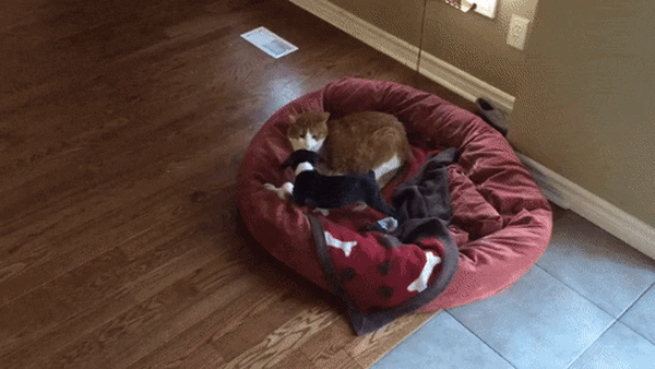 ezgif.com-video-to-gif.gif