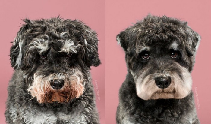 dogs-970-head.jpg