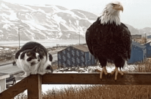 ezgif.com-video-to-gif.gif