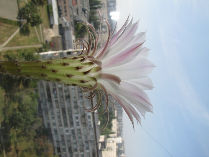 Blooming_cactus-5[1].jpg
