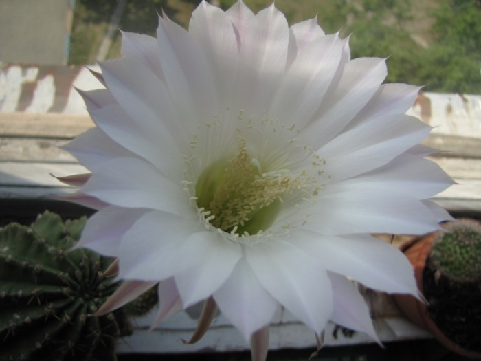 Blooming_cactus-7[1].jpg