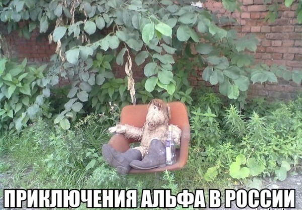 альф-песочница-855167.jpeg