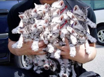 Cats.jpg