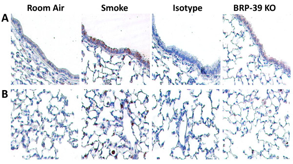 BRP-39-is-induced-in-lung-epithelium-and-alveolar-macrophages-BALBc-mice-were-room-air.png.jpg