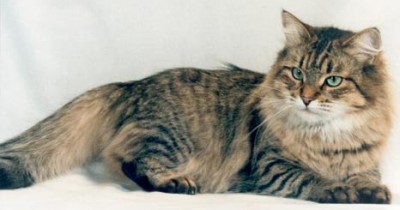 кошка1.jpg