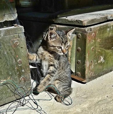 CsXrX0aWAAAAhrm[1].jpg