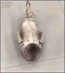 Cat-sit-ups.gif