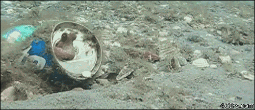 Octopus-touches-finger[1].gif