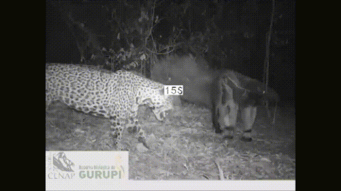 tmp_10040-doc15418811_437925489839748970.gif